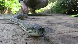 coastal carpet python capture