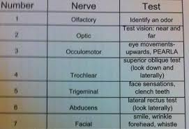 Cranial Nerve Testing Chart Athletic Training State
