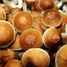 How to Know Psychedelic Mushrooms: BusinessHAB.com