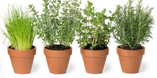 How To Make A Herb Garden Bbc Good Food
