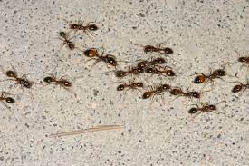 control fire ants in and around home