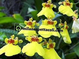 Vendita diretta della fabbrica fiore di simulazione giallo ballare pianta di orchidea di nozze a casa fiore simile all'orchidea il prezzo si riferisce alla singola piantina. 12 Tipi Di Orchidee