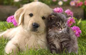 Cún con và mèo mướp | Bài thơ Cún con và mèo mướp