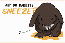 why rabbits sneeze and when you should
