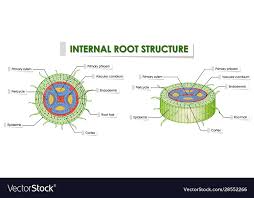 diagram showing root structure on white