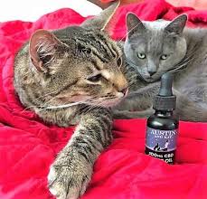 If you're thinking about trying cbd oil for your cat, the first thing you should do is talk to the budtenders at your local marijuana dispensary. How To Use Cbd Oil For Cats Austin And Kat