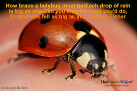 How Brave A Ladybug Must Be Each Drop Of Rain Is Big As She