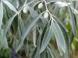 See more ideas about russian olive tree, olive tree, tree. Russian Olive Identification Leaves Bark Habitat Elaeagnus Angustifolia