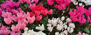 Plants such as the christmas cactus, azaleas and orchids can create a stunning focal point for a shelf, sideboard or table centrepiece. Autumn Winter Flowering Houseplants Azaleas Cyclamen