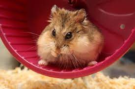 how to keep a roborovski dwarf hamster