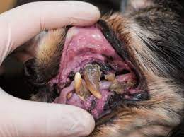periodontal disease in dogs charlotte vet