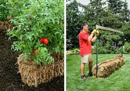 a foolproof vegetable plot