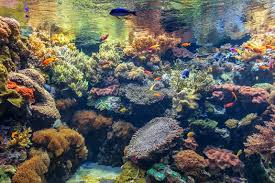 What Are The Most Important Water Parameters In A Reef Tank