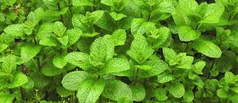 Last summer, i had 3 different varieties of mint plants growing in the yard in anchorage, alaska: Worth A Mint Facts And History About Mint Spearmint Facts