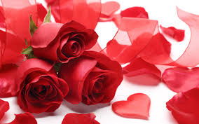 happy valentines day red rose love