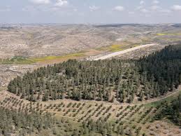 forest at the edge of the desert