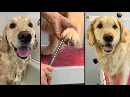 grooming a golden retriever step by