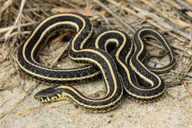 The light brown reptiles have darker bands, and are common in the wooded areas surrounding. Plains Gartersnake Thamnophis Radix Amphibians And Reptiles Of South Dakota