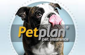 Pet plan pet insurance phone number. Petplan Pet Insurance Review Revuezzle