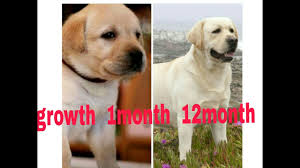 Labrador Growth 1month To 12month