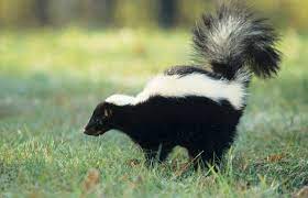 how to get rid of skunk smell in and