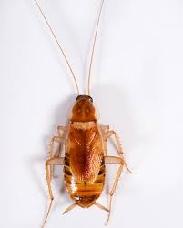 Identifying The Different Cockroach Species Of Florida