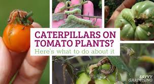 Caterpillar On A Tomato Plant Who Is