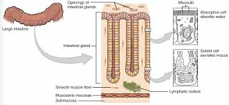 absorption in the large intestine