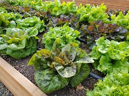 growing lettuce how to plant protect