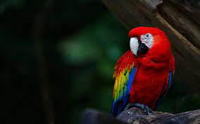 parrot wallpapers and backgrounds 4k