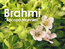 Hasil gambar untuk Brahmi.