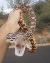 There are 8 subspecies of gopher snakes that can be found across. Sonoran Gopher Snake Herpetology
