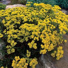 Properties, sources and uses of the element sulfur and various compounds, including sulfur hexafluoride and sulfur trioxide. Sulfur Flower Finegardening