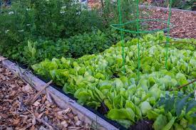 Best Vegetables To Grow In Small Gardens