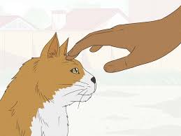 3 ways to handle a stray cat wikihow