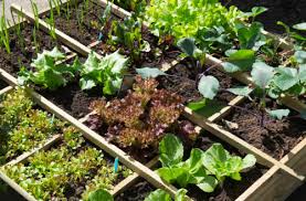 Square Foot Gardening Ultimate Guide