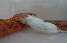 How To Feed A Corn Snake 7 Steps