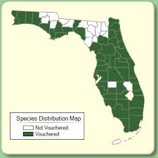 Kosteletzkya pentacarpos - Species Page - ISB: Atlas of Florida Plants