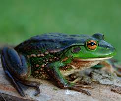 Build A Frog Pond