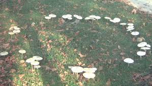 Lawn Mushrooms And Fairy Rings