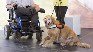 10 service dog tasks for handlers with