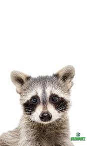 How to get rid of raccoons in the attic: 280 Raccoons Are Cute Until You Have To Remove Them From Your Attic Ideas Raccoon Cute Raccoon Cute Animals