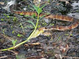 Identify Snake General In Southeast Louisiana Louisiana