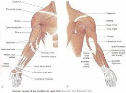 In fact, this muscle can actually be thought of three individual muscle compartments consisting of an anterior portion, a middle portion, and a posterior portion. Upper Arm And Shoulder Muscle Anatomy Anterior And Posterior View