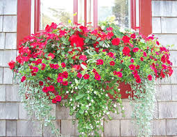 For sale is the fifth album by german pop band fool's garden, released in 2000. Pin By Debb Wells On House To Dos For Sale In 2021 Window Box Flowers Window Boxes Cape Cod Window Box