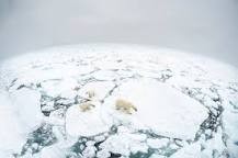 Arktinen alue – WWF Suomi