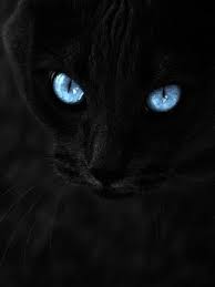 Black Cat With Blue Eyes 4k Ultra Hd