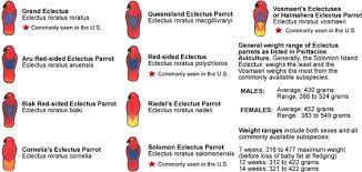 Eclectus Parrots Sub Species Identification Beauty Of Birds