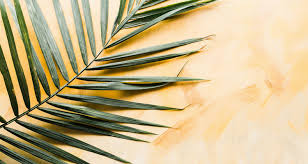 Palm Sunday: Hosanna or Crucify Him? It's Your Choice Mark 11:1-10 -  Sermons & Articles