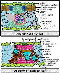 Difference Between Dicot And Monocot Leaf With Comparison